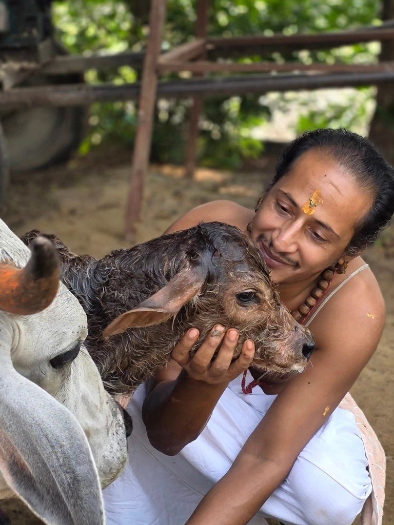 Newborn calf care at our gaushala