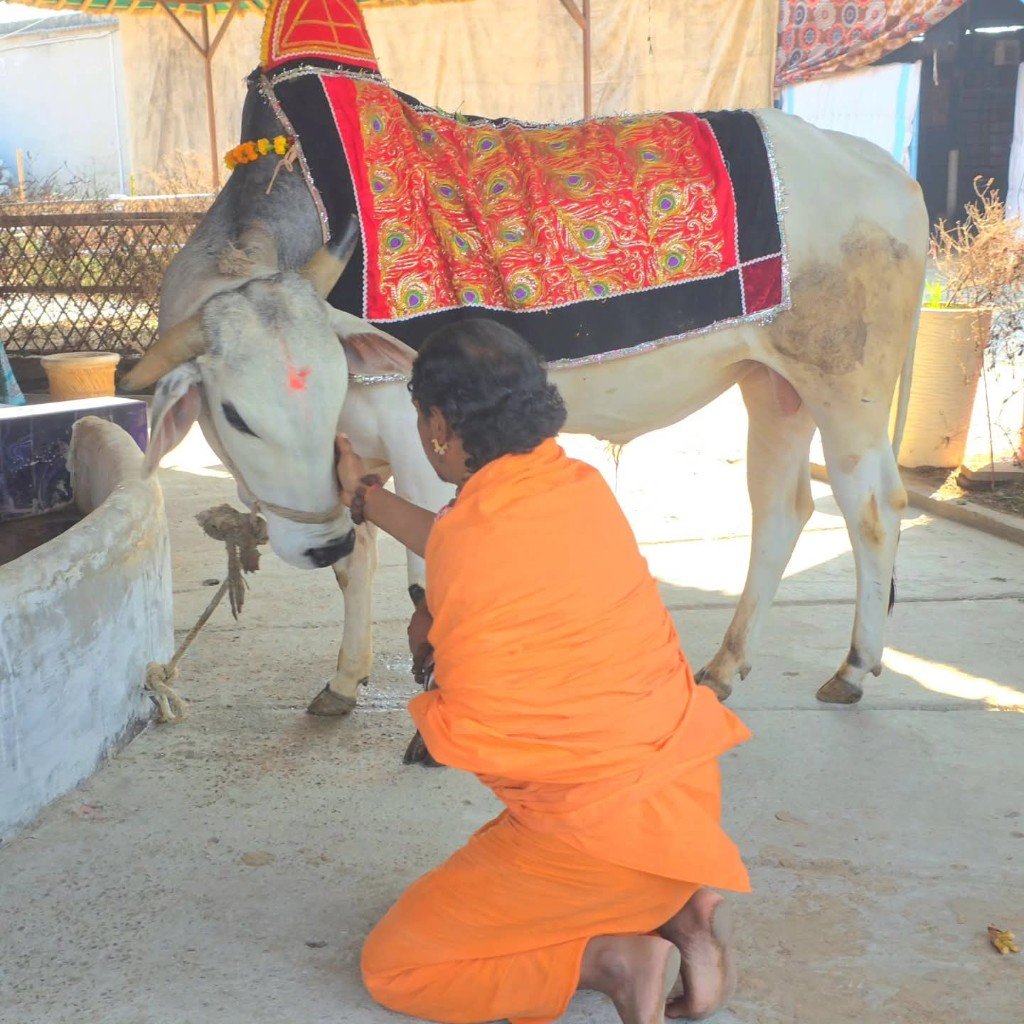 Daily gou seva and worship