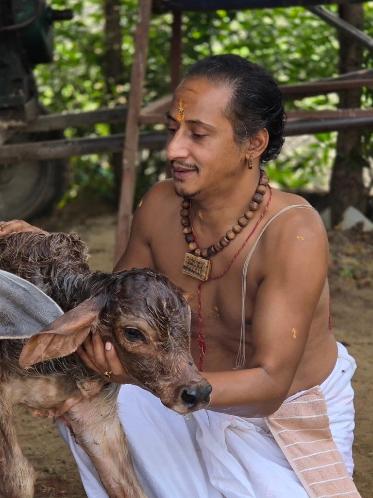 Caring for newborn calves