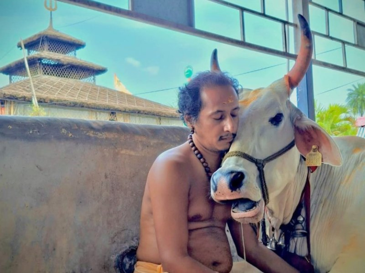 Adopt a Cow